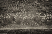 My Grandmother's Daffodils