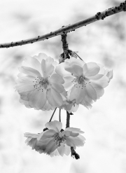 Boston Common Blossoms