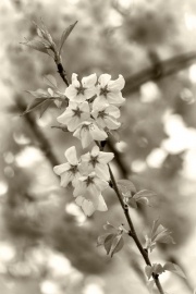 Boston Common Blossoms
