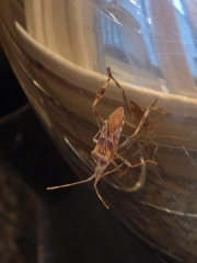 Bug on Mixer Bowl