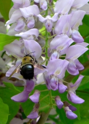 Wisteria and Bee