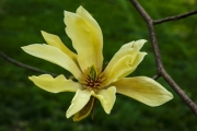 Tulip Tree Blossom - Farmington, CT