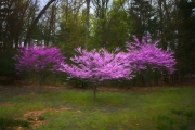 Spring Tree in Blosson - Farmington, CT