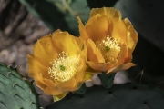 Cactus Flower - Lakewood, TX