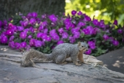 Squirrel at Dallas Arboretum - Dallas, TX
