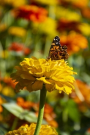 Butterfly at Dallas Arboretum - Dallas, TX