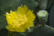 Cactus Flower - Lakewood, TX