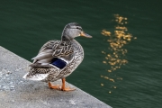 Duck on Los Colinas Canal - Irving, TX