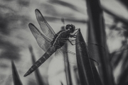 Dragonfly - Lakewood, TX