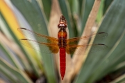 Dragonfly - Lakewood, TX