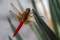 DragonFly - Lakewood, TX