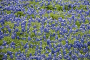 Bluebonnet Field - Ennis, TX
