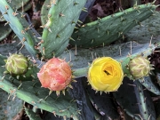 Cactus Flower - Lakewood, Dallas, TX