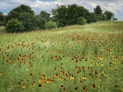 Wildflower Field at White Rock Lake - Dallas, TX