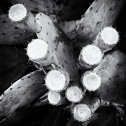 White Rock Lake Cactus - Dallas TX