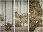 Sidewalk and Spring Seeds - Dallas, TX