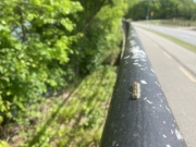 Moving at the Speed of a Caterpillar - Dallas, TX