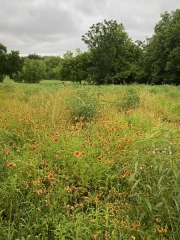 Field of Blossoming Indian Blanket Flowers - White Rock Lake, Dallas, TX