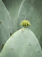 Spring Cactus  - Lakewood, Dallas, TX