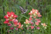 Hummingbird Moth - The Range VTR, Ennis, TX
