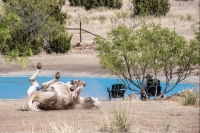 Horse and Man - near Palo Duro Canyon - Canyon, TX