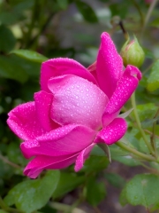 Arboretum Rose - Dallas, TX