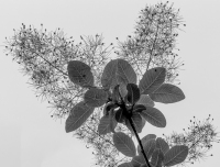Arboretum Botanical - Dallas, TX