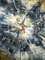 Petrified Wood - Wellesley, MA