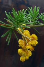 Pine Blossum