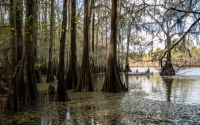 Caddo Lake State Park -  Harrison County, TX