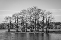 Caddo Lake - Uncertain, TX