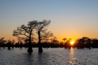Caddo Lake - Uncertain, TX