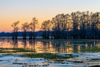 Caddo Lake - Uncertain, TX