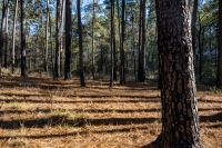 Daingerfield State Park - Morris County, TX