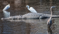 Gatorland - Orlando, FL