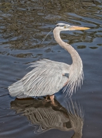 Gatorland - Orlando, FL