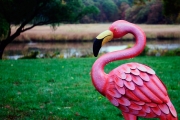 Flamingo near the Essex River - October 2014