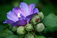 Beauty and the Bug - October 2015