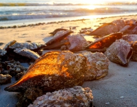 Illuminated Abalone - November 2014