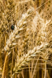 Amber Waves of Grain and Beetle