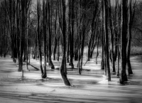 Flooded Winter Forest