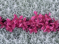 Dahlias in Full Bloom