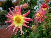 Dahlias in Full Bloom