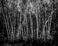 Stark November Woods from a Speeding Train