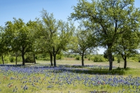Bluebonnet Field - Ennis, TX