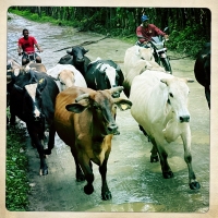 Driving the Cows Home - Outskirts of Puerto Plata