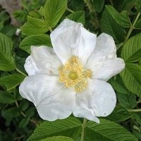 Flower with Water Droplets