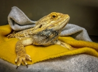 Lizard Portrait - Bristol, CT