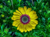 Flowers - Bedford, MA