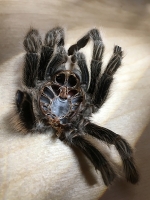 Tarantula Carapace - Bristol, CT